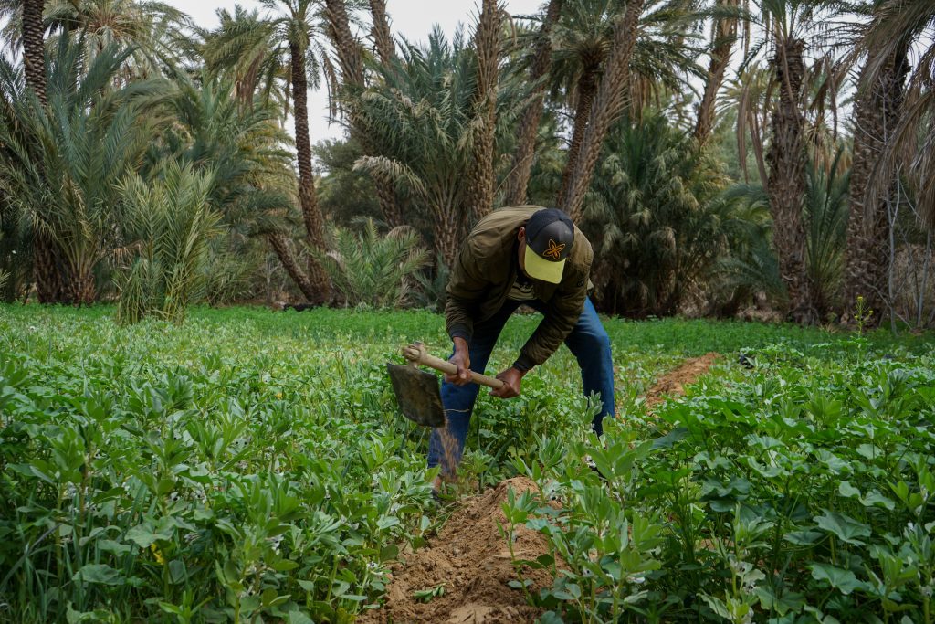 Le Maroc s’attaque au gaspillage post-récolte : une priorité nationale selon le ministre de l’Agriculture