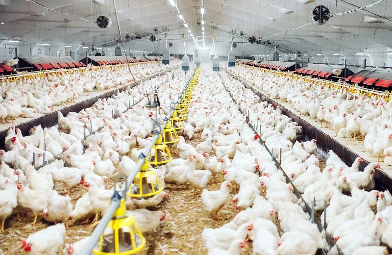 Ouverture de la 26ᵉ édition du Salon Avicole « Dawajine 2025 » à El Jadida